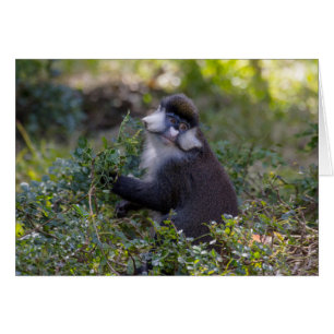 Schmidt's spot-nosed Monkey