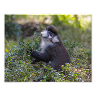 Schmidt's spot-nosed Monkey Photo Print