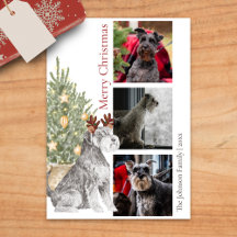 Schnauzer and Christmas Tree Pet Dog Photo