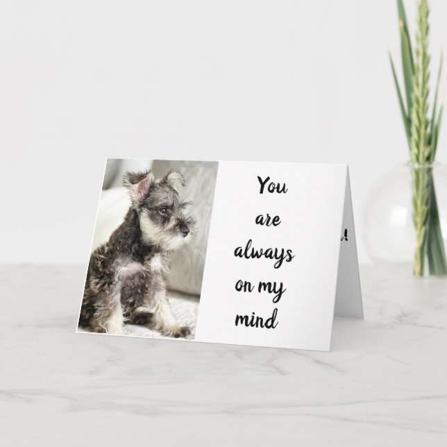 SCHNAUZER *DECLARES LOVE** ON "VALENTINE WISH" CARD (Front)