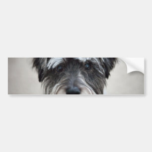 Schnauzer Dog Bumper Sticker