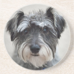 schnauzer coasters