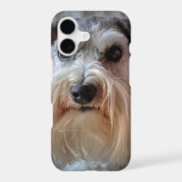 Schnauzer Dog face