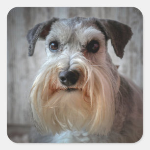 Schnauzer Dog Face Square Sticker