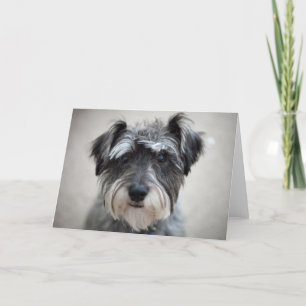 Schnauzer Dog Greeting Card