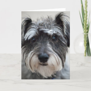 Schnauzer Dog Greeting Card
