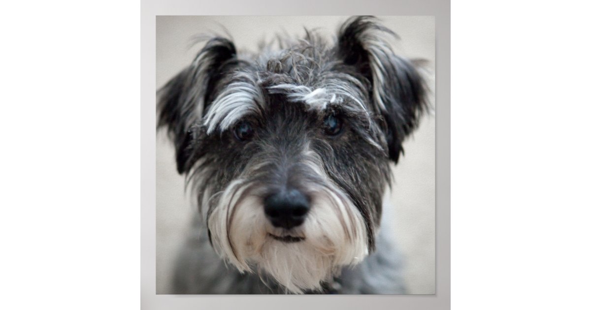 Schnauzer Dog Poster Print | Zazzle