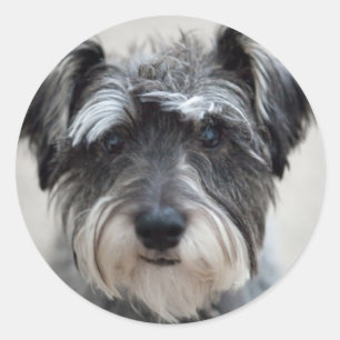 Schnauzer Dog Sticker