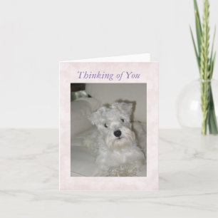 Schnauzer Greeting Card