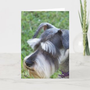 Schnauzer  Greeting Card