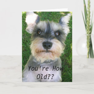 Schnauzer Happy Bday Card