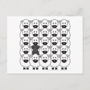 Schnauzer in the Sheep Postcard
