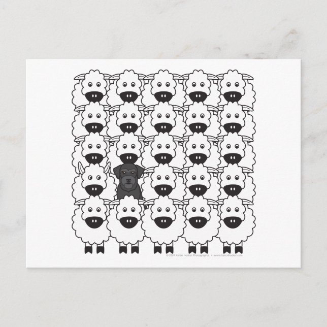 Schnauzer in the Sheep Postcard (Front)