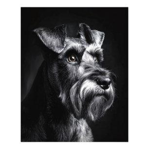 Schnauzer Monochrome Portrait Photo Print