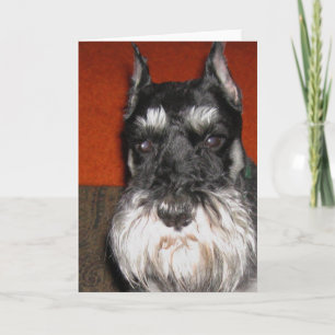 Schnauzer Note Card