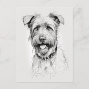 Schnauzer Portrait Pencil Sketch Postcard