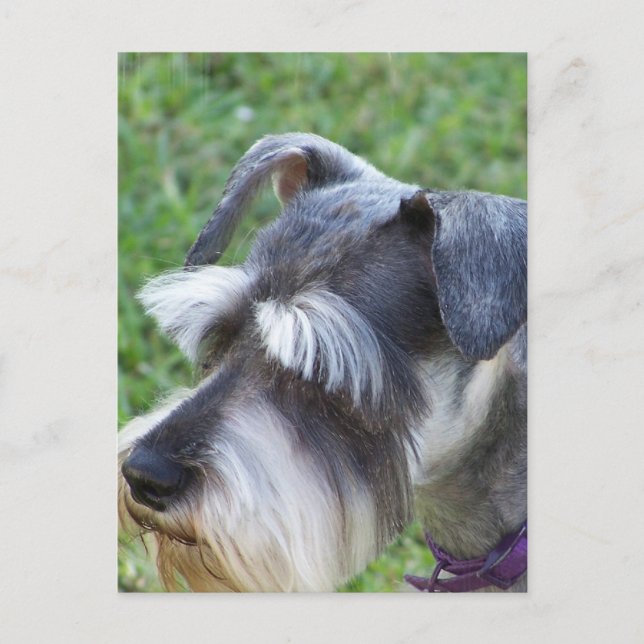 Schnauzer  Postcard (Front)