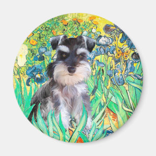 Schnauzer Pup 10Znat - Irises Magnet