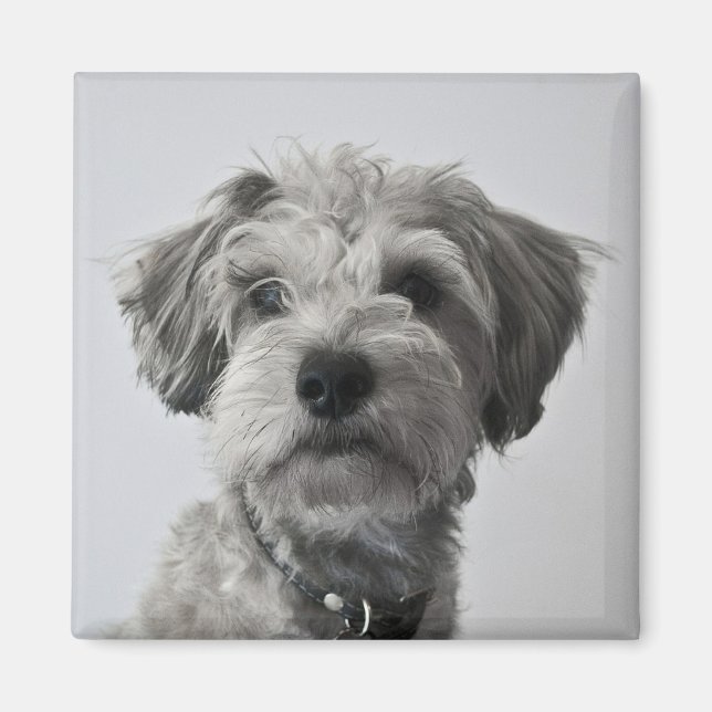 Schnauzer Puppy Portrait Photo Magnet (Front)