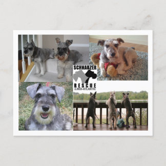 Schnauzer Rescue Postcard