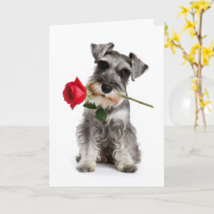 Schnauzer Valentine – Faithful Love with a Rose Card