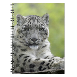 Schneeleopard Notebook