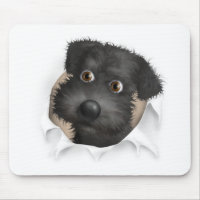 Schnoodle (Black) Busting Out