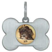 Schnoodle Dog Bone Shaped