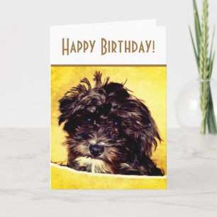 Schnoodle Dog Bright Birthday Card