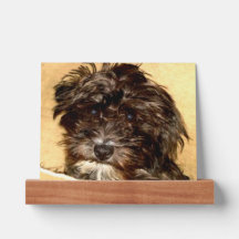 Schnoodle Picture Ledge