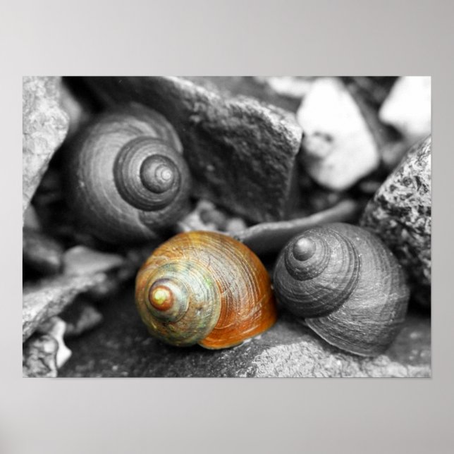 Schoodic Snails II Poster (Front)