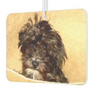 Schoodle Dog Car Air Freshener