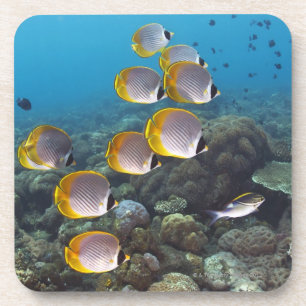 School of angelfish coaster