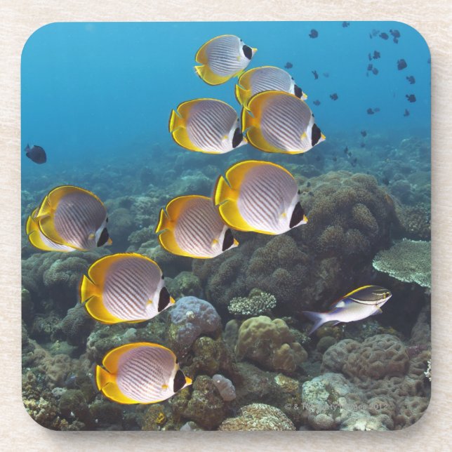 School of angelfish coaster (Front)