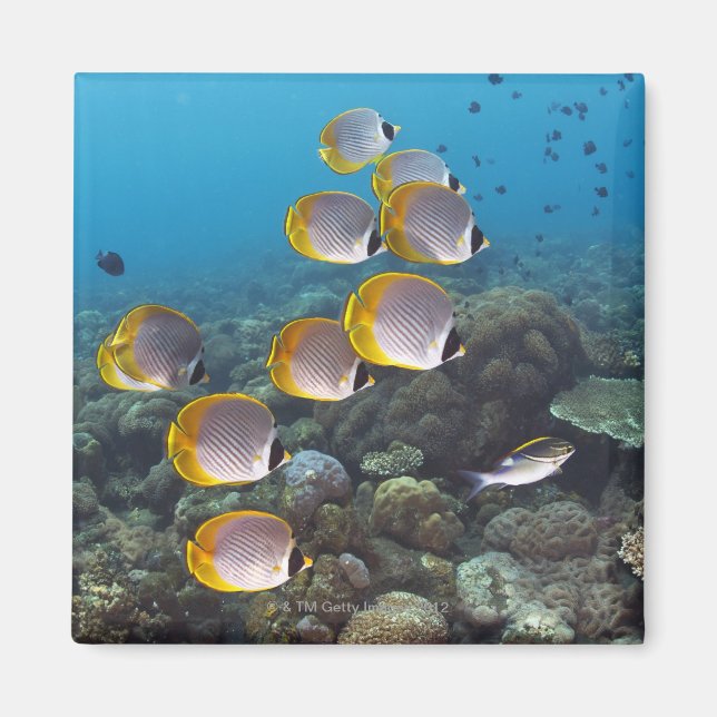 School of angelfish magnet (Front)