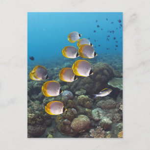 School of angelfish postcard