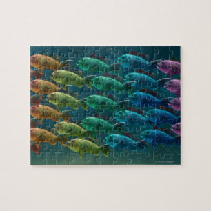 School of black sea bass in the colours of the jigsaw puzzle