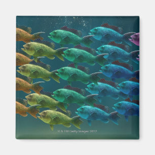 School of black sea bass in the colours of the magnet