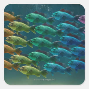 School of black sea bass in the colours of the square sticker