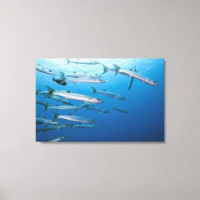 School of blackfin barracuda (Sphyraena qenie) Canvas Print (Front)
