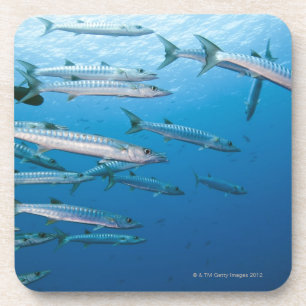 School of blackfin barracuda (Sphyraena qenie) Coaster