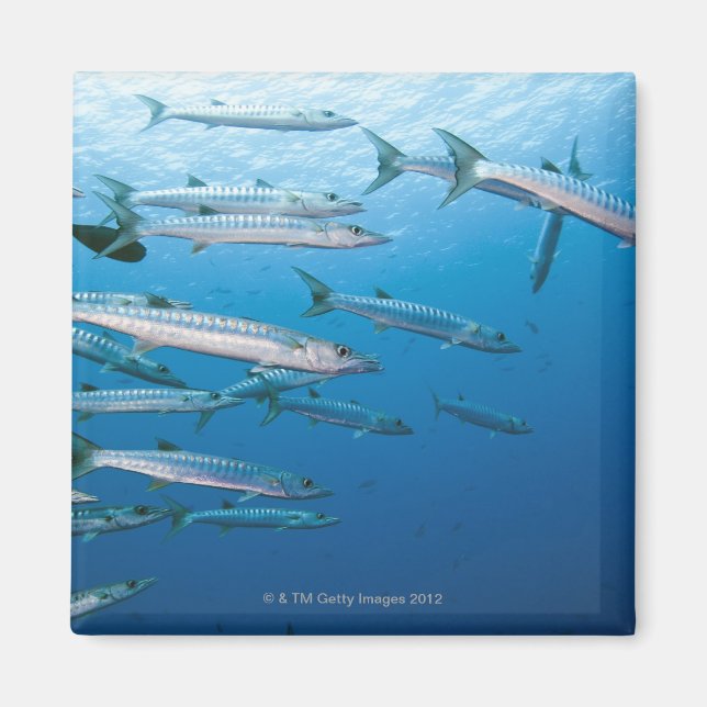 School of blackfin barracuda (Sphyraena qenie) Magnet (Front)