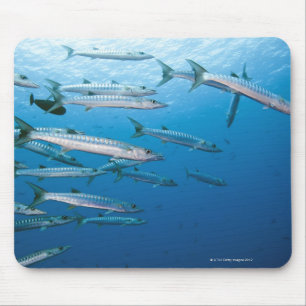 School of blackfin barracuda (Sphyraena qenie) Mouse Mat