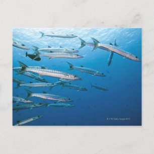 School of blackfin barracuda (Sphyraena qenie) Postcard