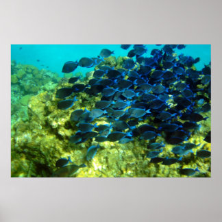 School of  Blue Tang Poster