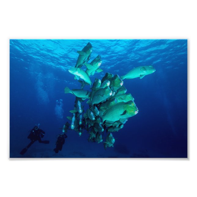 "School of Bumpheaded Parrot Fish" Photo Print (Front)