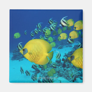 School of Butterfly Fish Swimming on the Seabed Magnet