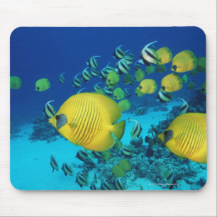 School of Butterfly Fish Swimming on the Seabed Mouse Mat