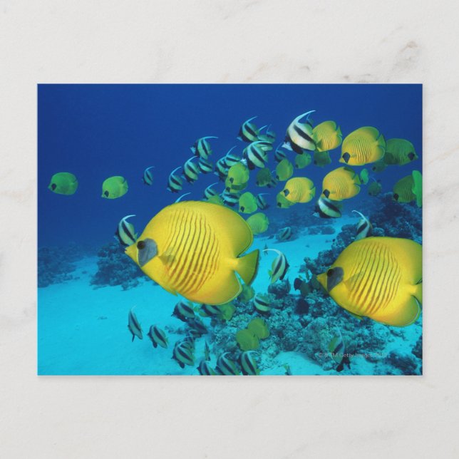 School of Butterfly Fish Swimming on the Seabed Postcard (Front)