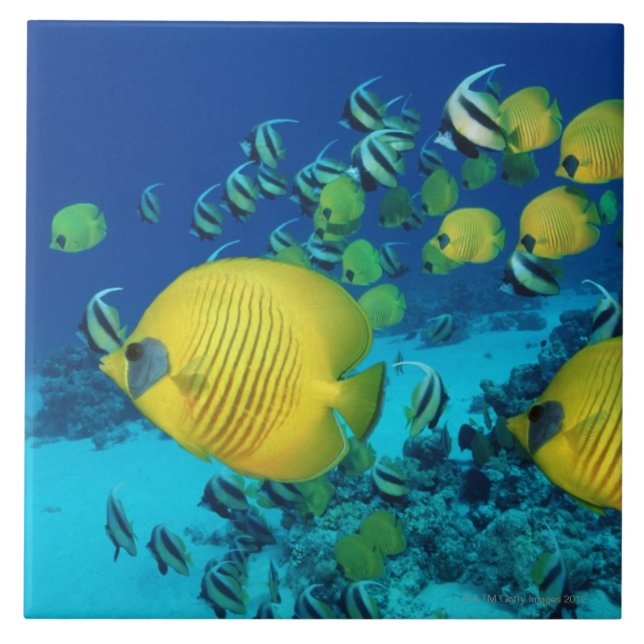 School of Butterfly Fish Swimming on the Seabed Tile (Front)